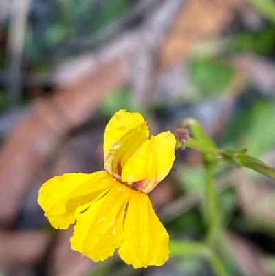 Goodenia paniculata (Branched Goodenia) at Goulburn, NSW - 30 Mar 2024 by Tapirlord