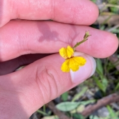 Goodenia paniculata at Gorman Road Bush Reserve, Goulburn - 30 Mar 2024 02:07 PM