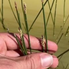 Eleocharis acuta (Common Spike-rush) at Gorman Road Bush Reserve, Goulburn - 30 Mar 2024 by Tapirlord