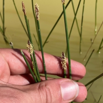 Eleocharis acuta (Common Spike-rush) at Gorman Road Bush Reserve, Goulburn - 30 Mar 2024 by Tapirlord