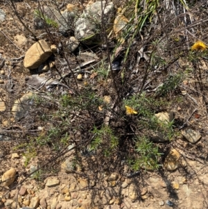 Xerochrysum viscosum at Gorman Road Bush Reserve, Goulburn - 30 Mar 2024 02:03 PM