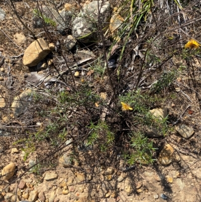 Xerochrysum viscosum (Sticky Everlasting) at Gorman Road Bush Reserve, Goulburn - 30 Mar 2024 by Tapirlord