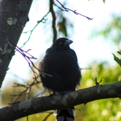 Strepera graculina (Pied Currawong) at Holt, ACT - 11 Feb 2008 by AlisonMilton