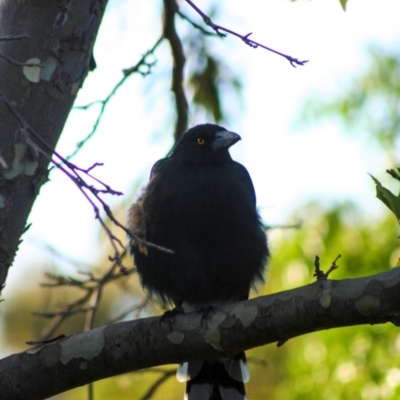 Strepera graculina (Pied Currawong) at Holt, ACT - 10 Feb 2008 by AlisonMilton