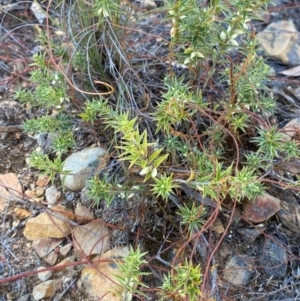 Melichrus urceolatus at Gorman Road Bush Reserve, Goulburn - 30 Mar 2024