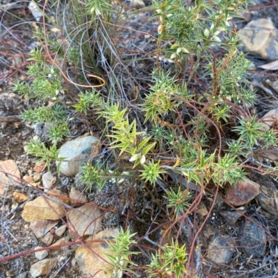 Melichrus urceolatus (Urn Heath) at Gorman Road Bush Reserve, Goulburn - 30 Mar 2024 by Tapirlord
