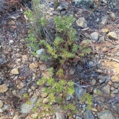 Melichrus urceolatus at Gorman Road Bush Reserve, Goulburn - 30 Mar 2024