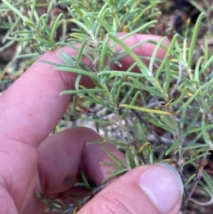 Persoonia mollis subsp. livens at Goulburn, NSW - 30 Mar 2024 by Tapirlord