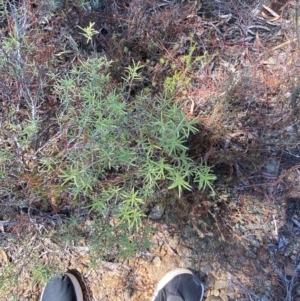 Persoonia mollis subsp. livens at Gorman Road Bush Reserve, Goulburn - 30 Mar 2024