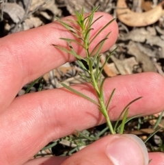 Platysace ericoides at Goulburn, NSW - 30 Mar 2024 by Tapirlord