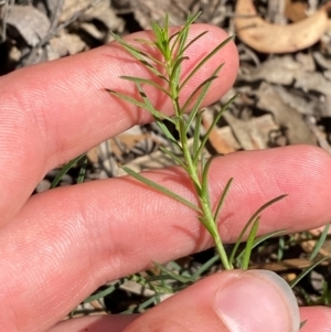 Platysace ericoides at Gorman Road Bush Reserve, Goulburn - 30 Mar 2024