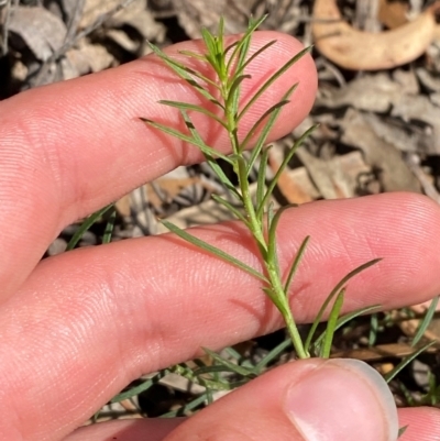 Platysace ericoides at Goulburn, NSW - 30 Mar 2024 by Tapirlord