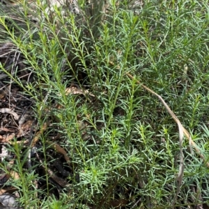 Platysace ericoides at Gorman Road Bush Reserve, Goulburn - 30 Mar 2024 02:00 PM