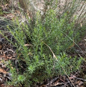 Platysace ericoides at Gorman Road Bush Reserve, Goulburn - 30 Mar 2024 02:00 PM