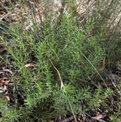 Platysace ericoides at Gorman Road Bush Reserve, Goulburn - 30 Mar 2024 02:00 PM