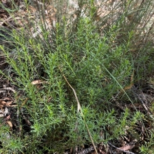 Platysace ericoides at Gorman Road Bush Reserve, Goulburn - 30 Mar 2024