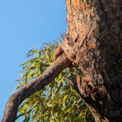 Melopsittacus undulatus (Budgerigar) at Newhaven Wildlife Sanctuary - 14 May 2024 by Darcy