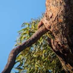 Melopsittacus undulatus at Lake Mackay, NT - 14 May 2024 05:23 PM