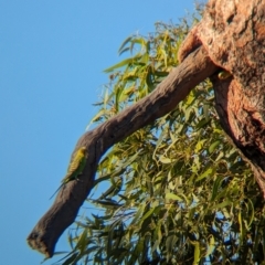 Melopsittacus undulatus at Lake Mackay, NT - 14 May 2024 05:23 PM