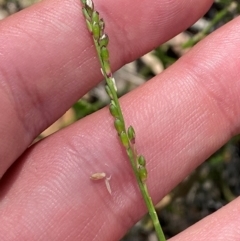 Entolasia stricta (Wiry Panic) at Goulburn, NSW - 30 Mar 2024 by Tapirlord