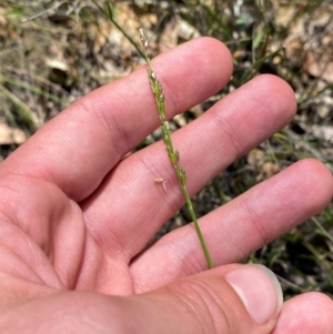 Entolasia stricta at Gorman Road Bush Reserve, Goulburn - 30 Mar 2024 01:59 PM