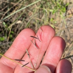 Eragrostis brownii (Common Love Grass) at Gorman Road Bush Reserve, Goulburn - 30 Mar 2024 by Tapirlord