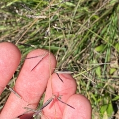 Eragrostis brownii at Gorman Road Bush Reserve, Goulburn - 30 Mar 2024