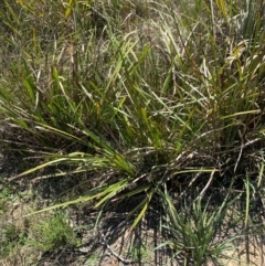 Lomandra longifolia (Spiny-headed Mat-rush, Honey Reed) at Gorman Road Bush Reserve, Goulburn - 30 Mar 2024 by Tapirlord