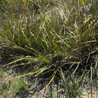 Lomandra longifolia (Spiny-headed Mat-rush, Honey Reed) at Goulburn Mulwaree Council - 30 Mar 2024 by Tapirlord