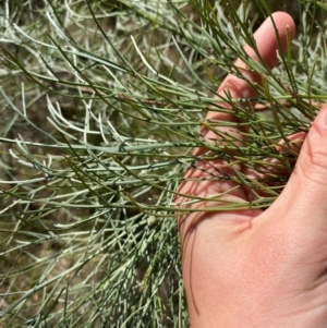 Jacksonia scoparia at Gorman Road Bush Reserve, Goulburn - 30 Mar 2024