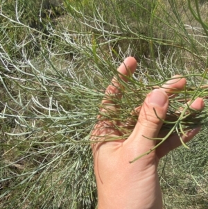 Jacksonia scoparia at Gorman Road Bush Reserve, Goulburn - 30 Mar 2024