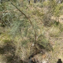 Jacksonia scoparia at Gorman Road Bush Reserve, Goulburn - 30 Mar 2024