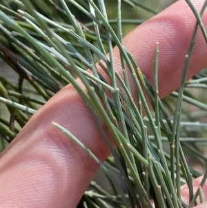 Jacksonia scoparia at Gorman Road Bush Reserve, Goulburn - 30 Mar 2024 01:57 PM