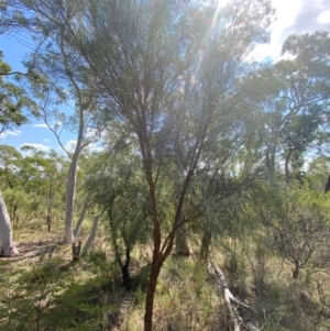 Jacksonia scoparia at Gorman Road Bush Reserve, Goulburn - 30 Mar 2024