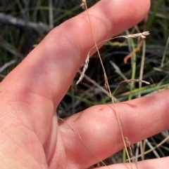 Poa sieberiana var. sieberiana (Snowgrass) at Governers Hill Recreation Reserve - 30 Mar 2024 by Tapirlord