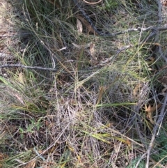 Poa sieberiana var. sieberiana at Mount Gray Recreation Reserve, Goulburn - 30 Mar 2024 01:56 PM