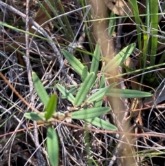 Hovea heterophylla (Common Hovea) at Governers Hill Recreation Reserve - 30 Mar 2024 by Tapirlord