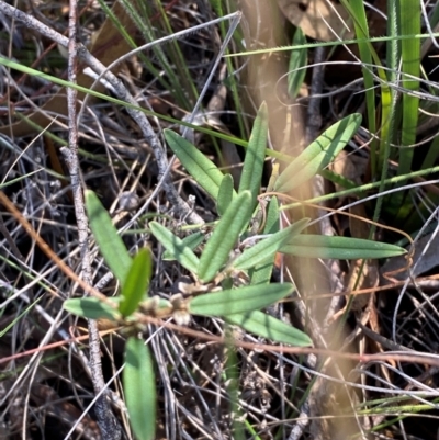 Hovea heterophylla (Common Hovea) at Governers Hill Recreation Reserve - 30 Mar 2024 by Tapirlord