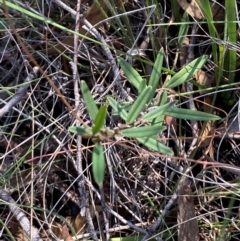 Hovea heterophylla at Mount Gray Recreation Reserve, Goulburn - 30 Mar 2024 01:56 PM