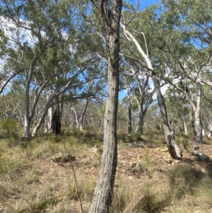 Eucalyptus macrorhyncha at Mount Gray Recreation Reserve, Goulburn - 30 Mar 2024