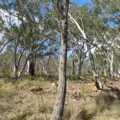 Eucalyptus macrorhyncha (Red Stringybark) at Governers Hill Recreation Reserve - 30 Mar 2024 by Tapirlord
