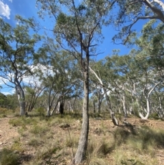 Eucalyptus macrorhyncha at Mount Gray Recreation Reserve, Goulburn - 30 Mar 2024