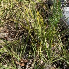 Lomandra filiformis subsp. coriacea (Wattle Matrush) at Governers Hill Recreation Reserve - 30 Mar 2024 by Tapirlord