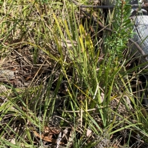 Lomandra filiformis subsp. coriacea at Gorman Road Bush Reserve, Goulburn - 30 Mar 2024