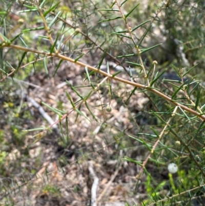 Acacia ulicifolia (Prickly Moses) at Governers Hill Recreation Reserve - 30 Mar 2024 by Tapirlord