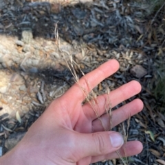 Rytidosperma pallidum (Red-anther Wallaby Grass) at Governers Hill Recreation Reserve - 30 Mar 2024 by Tapirlord