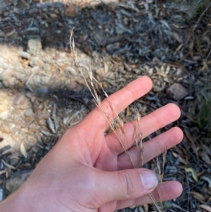 Rytidosperma pallidum at Gorman Road Bush Reserve, Goulburn - 30 Mar 2024