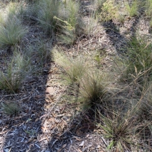 Rytidosperma pallidum at Gorman Road Bush Reserve, Goulburn - 30 Mar 2024