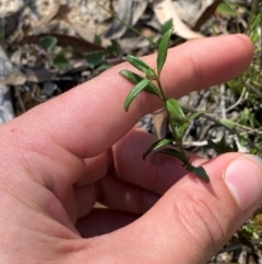 Opercularia diphylla (A stinkweed) at Governers Hill Recreation Reserve - 30 Mar 2024 by Tapirlord