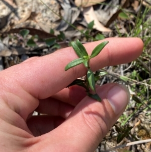 Opercularia diphylla at Mount Gray Recreation Reserve, Goulburn - 30 Mar 2024